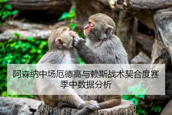 阿森纳中场厄德高与赖斯战术契合度赛季中数据分析
